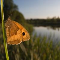 2009 (7) JULY Meadow Brown Wide-angle 